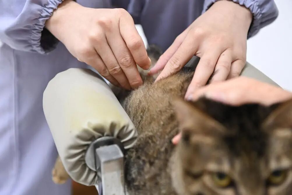 “今年我们过年聚会,‘麦子’再也不用单独在家里等着了” “今年我们过年聚会,‘麦子’再也不用单独在家里等着了”