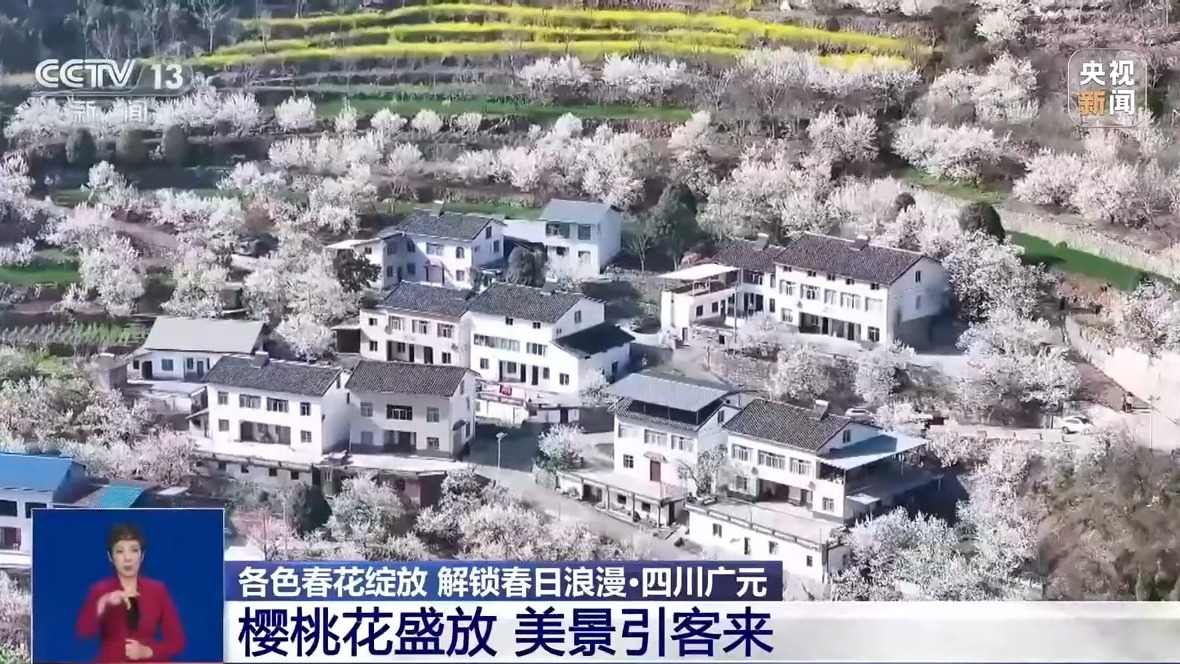 花开了 各地春日限定美景上线