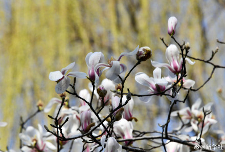 收藏春日!打卡春天里的大美中国 收藏春日!打卡春天里的大美中国