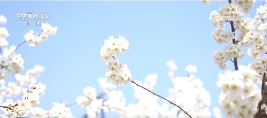 又是一年赏花季 邂逅春日浪漫 “赏花+”为农文旅消费“增香添彩” 又是一年赏花季 邂逅春日浪漫 “赏花+”为农文旅消费“增香添彩”