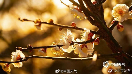 邂逅“梅”好时光！北京明城墙遗址公园花开正当时