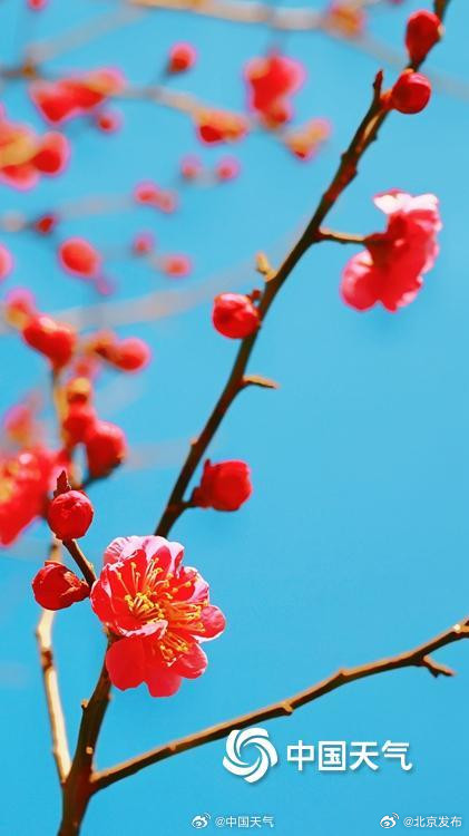 邂逅“梅”好时光！北京明城墙遗址公园花开正当时