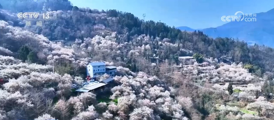 又是一年赏花季 邂逅春日浪漫 “赏花+”为农文旅消费“增香添彩” 又是一年赏花季 邂逅春日浪漫 “赏花+”为农文旅消费“增香添彩”