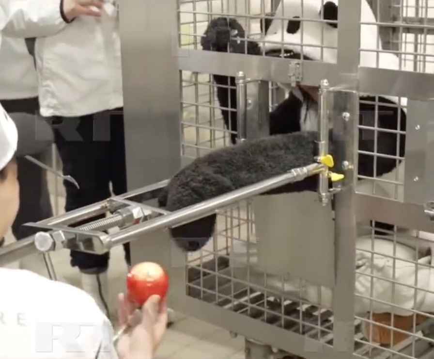 没有大熊猫怎么办？日本人在动物园扮演起了大熊猫