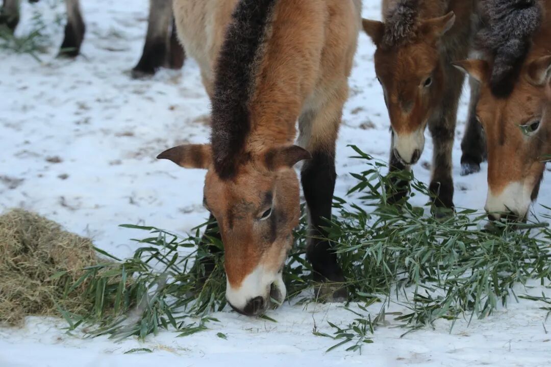 野马归来 野马归来