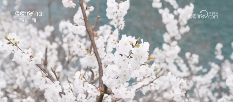 又是一年赏花季 邂逅春日浪漫 “赏花+”为农文旅消费“增香添彩” 又是一年赏花季 邂逅春日浪漫 “赏花+”为农文旅消费“增香添彩”