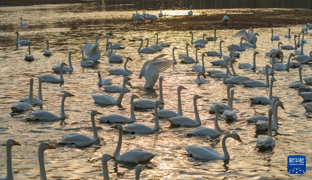 辽宁朝阳：大凌河畔 天鹅翩跹