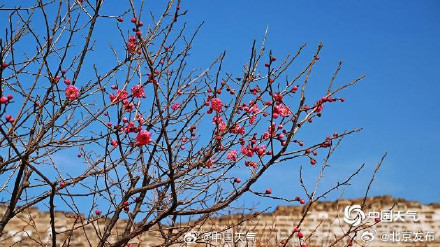 邂逅“梅”好时光！北京明城墙遗址公园花开正当时