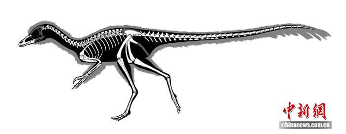 南美发现迄今最小恐龙化石 体重不足1公斤或将改写微型恐龙演化史