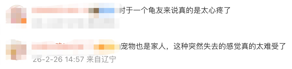 男子节后返家发现13只宠物龟全被“煮”了：温控设备失灵