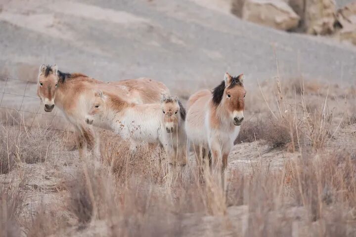 野马归来 野马归来