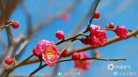 邂逅“梅”好时光！北京明城墙遗址公园花开正当时