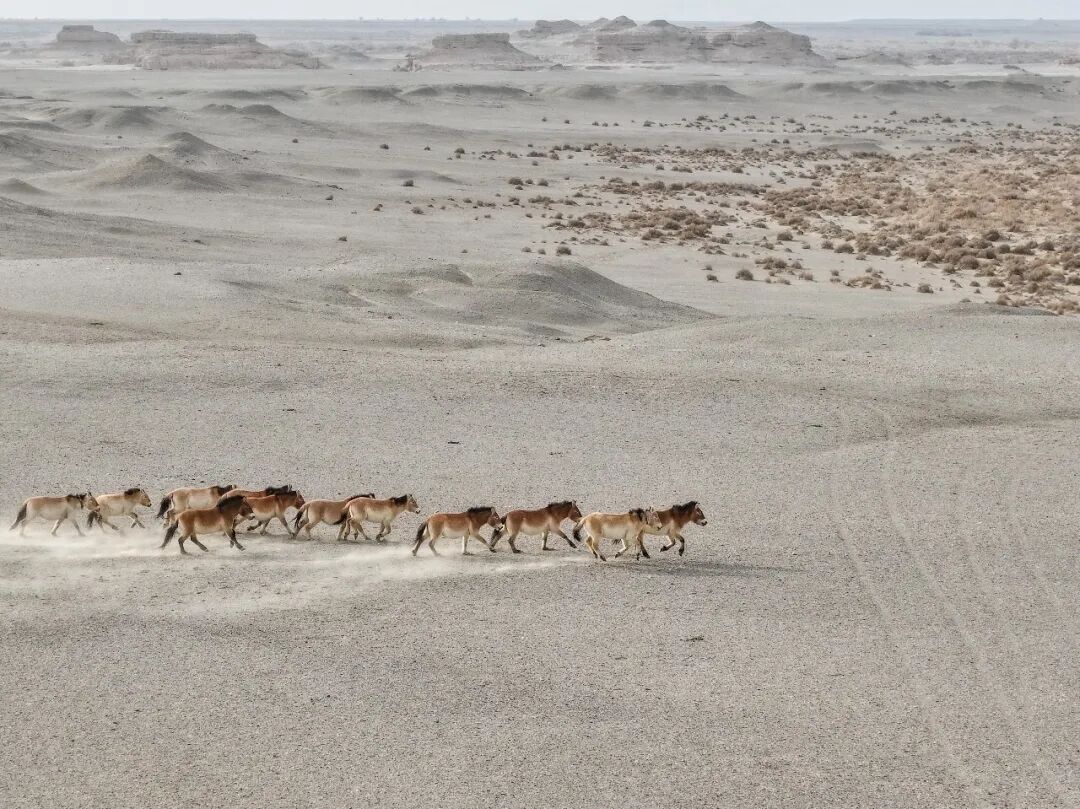野马归来 野马归来