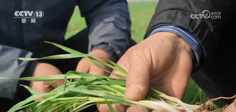 春耕春管添“智”力 科技助力希望的田野绘就“丰收画卷” 春耕春管添“智”力 科技助力希望的田野绘就“丰收画卷”