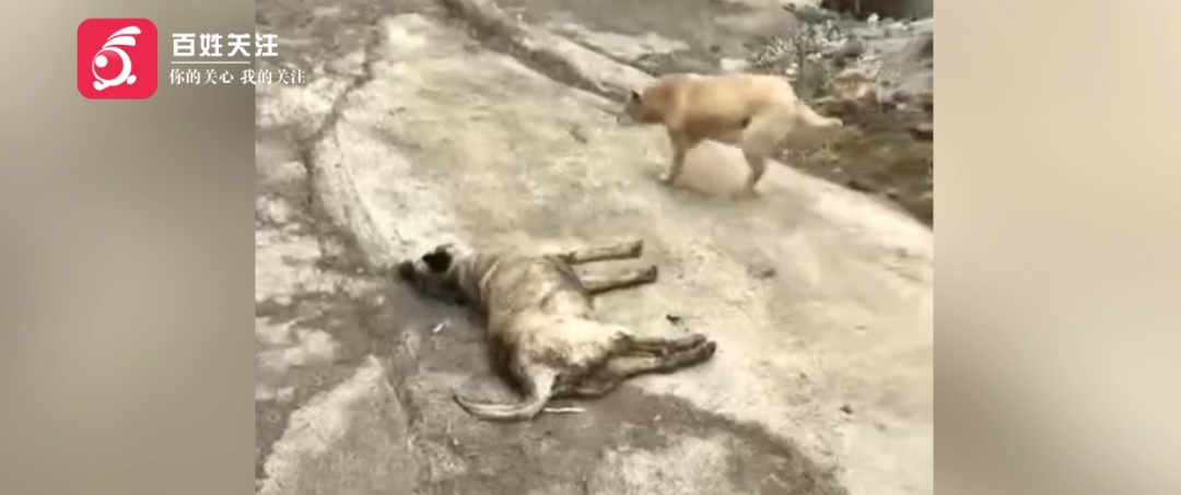 贵州一村寨家犬遭陌生人当街持弓弩射杀偷走！村民齐心协力围堵偷狗贼