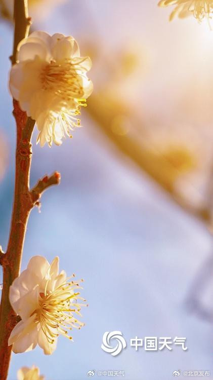 邂逅“梅”好时光！北京明城墙遗址公园花开正当时