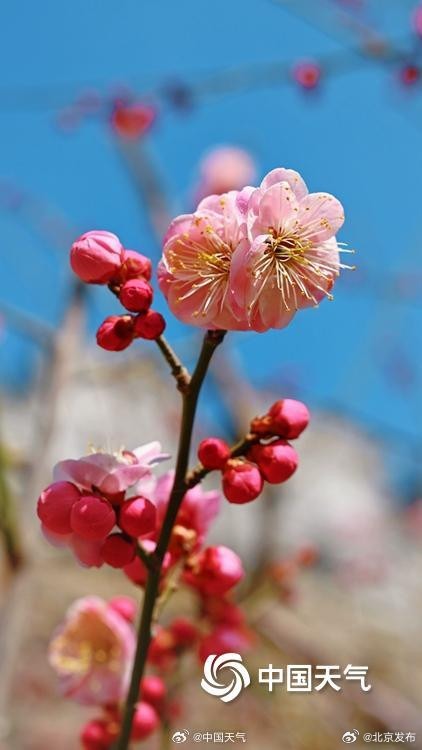 邂逅“梅”好时光！北京明城墙遗址公园花开正当时