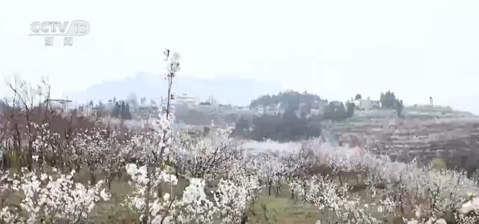 又是一年赏花季 邂逅春日浪漫 “赏花+”为农文旅消费“增香添彩” 又是一年赏花季 邂逅春日浪漫 “赏花+”为农文旅消费“增香添彩”