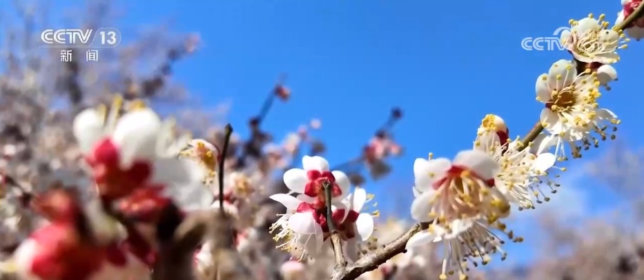 又是一年赏花季 邂逅春日浪漫 “赏花+”为农文旅消费“增香添彩” 又是一年赏花季 邂逅春日浪漫 “赏花+”为农文旅消费“增香添彩”