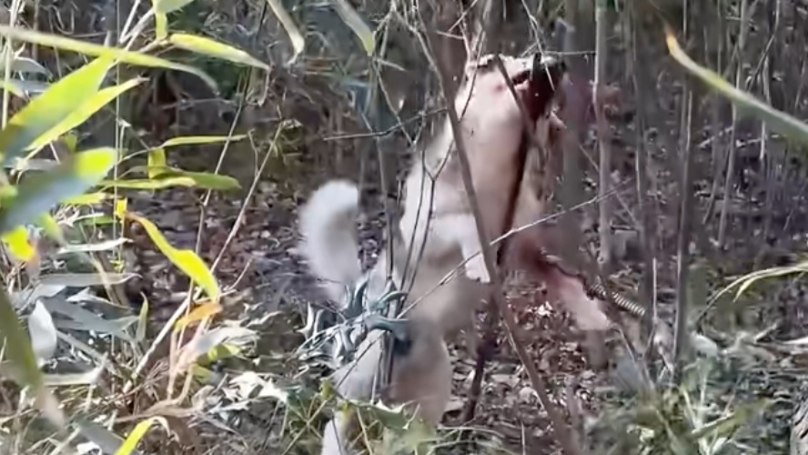 为救邻家小狗女子不慎“中招”，此前自家宠物已屡遭毒手！警惕这个“隐形杀手”