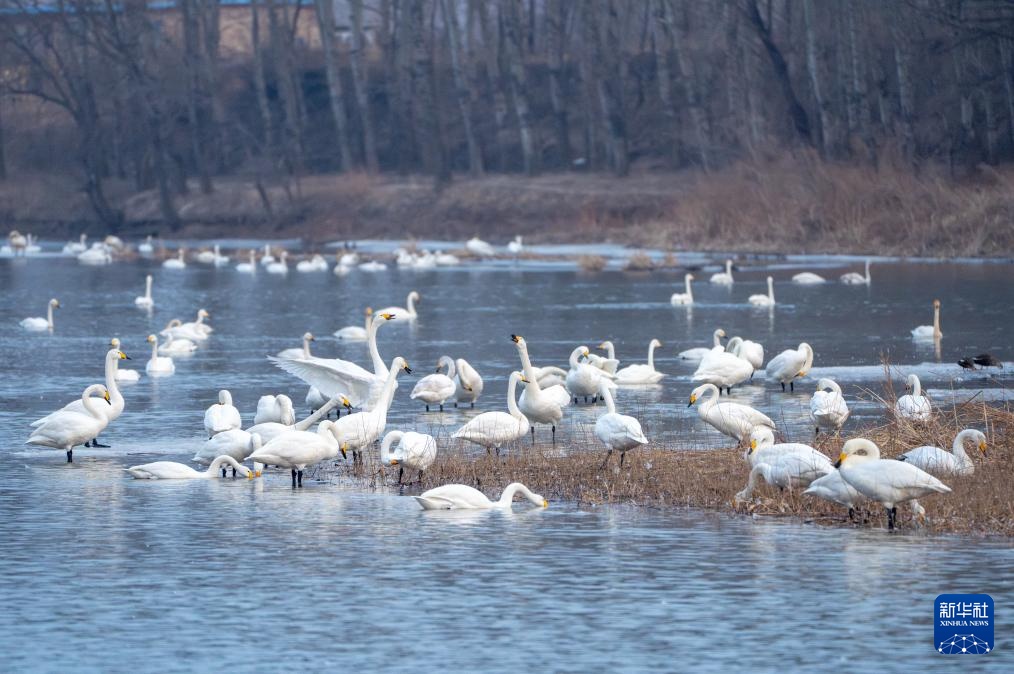 辽宁朝阳：大凌河畔 天鹅翩跹