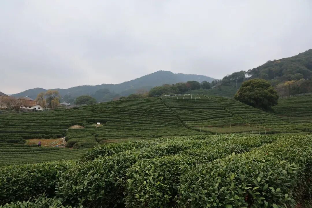 今天最猛,浙江局部有暴雨!杭州人扎心了:这雨一直持续到下个月 今天最猛,浙江局部有暴雨!杭州人扎心了:这雨一直持续到下个月