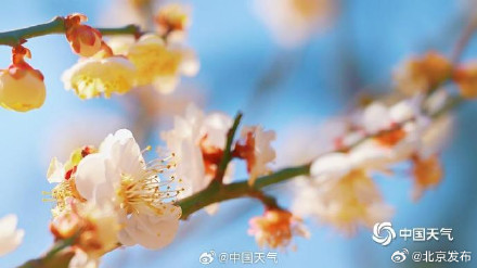 邂逅“梅”好时光！北京明城墙遗址公园花开正当时