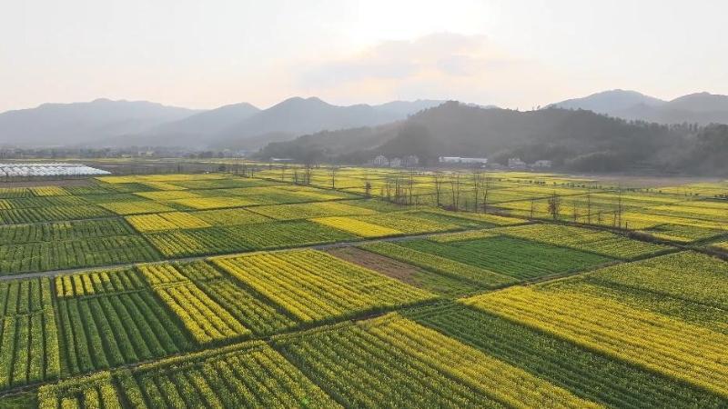 江西永新：22.6万亩油菜花海&nbsp;绘就春日丰收画卷