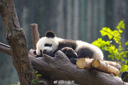 熊猫谷将执行夏季开闭园时间 熊猫谷将执行夏季开闭园时间