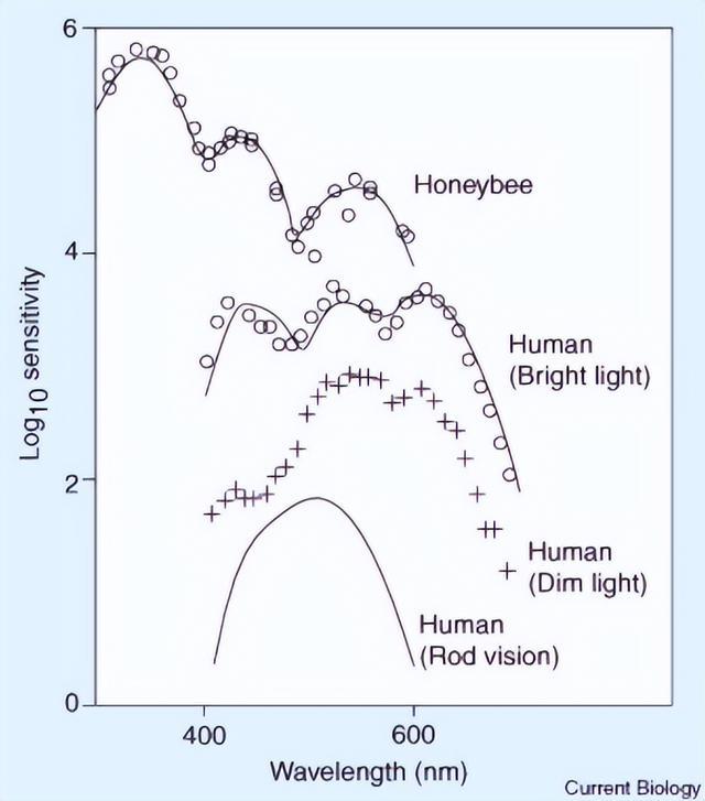 破案了！电影院普遍都是红色座椅，竟是因为它