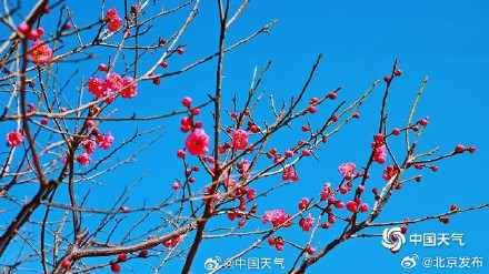 邂逅“梅”好时光！北京明城墙遗址公园花开正当时