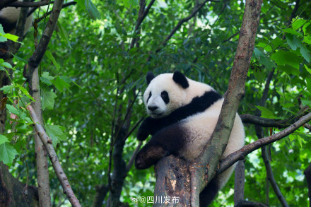 都江堰中华大熊猫苑免费开放日预约今日开启！