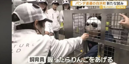 日本大熊猫归零后搞起了抽象 日本大熊猫归零后搞起了抽象