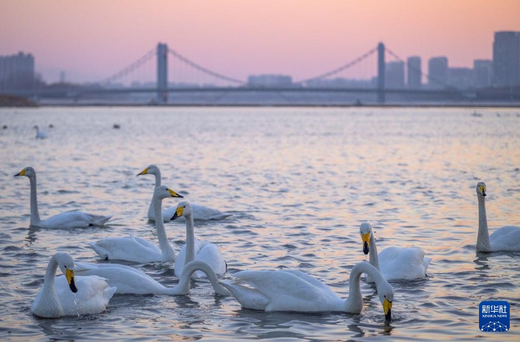 辽宁朝阳：大凌河畔 天鹅翩跹
