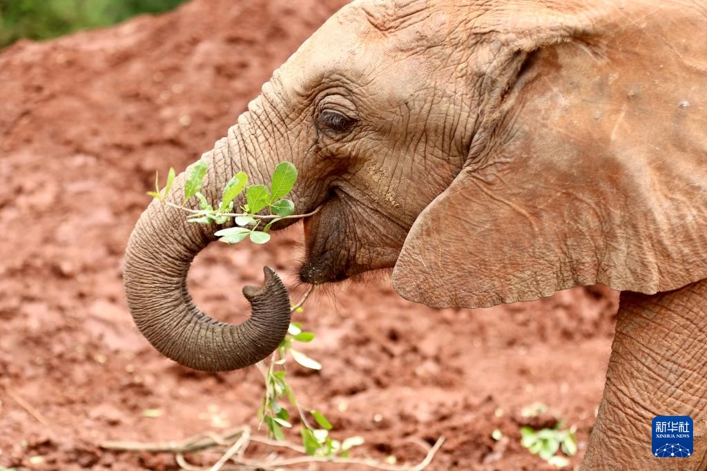 肯尼亚的大象孤儿院