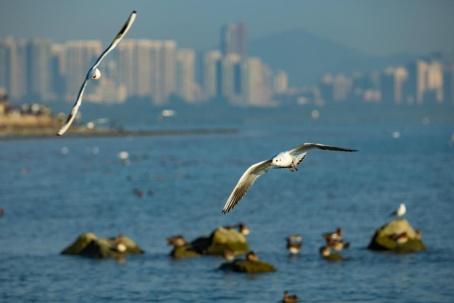 网友反映深圳湾公园晚上“黑漆漆”，公园管理中心回应：为了让鸟儿睡好觉