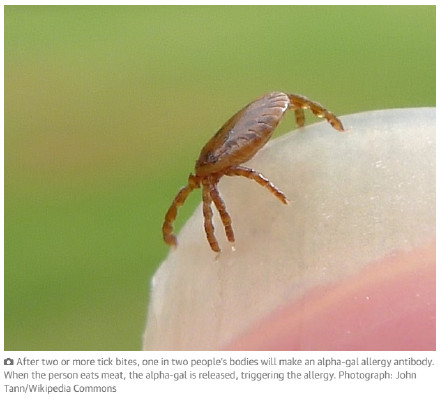 澳少年被蜱虫咬后吃香肠过敏死亡