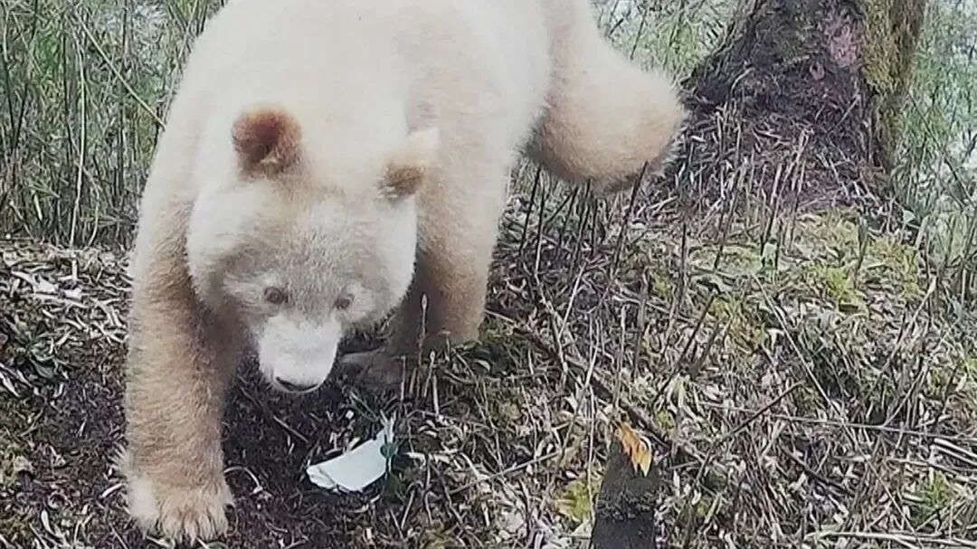 你是去挖煤了吗？