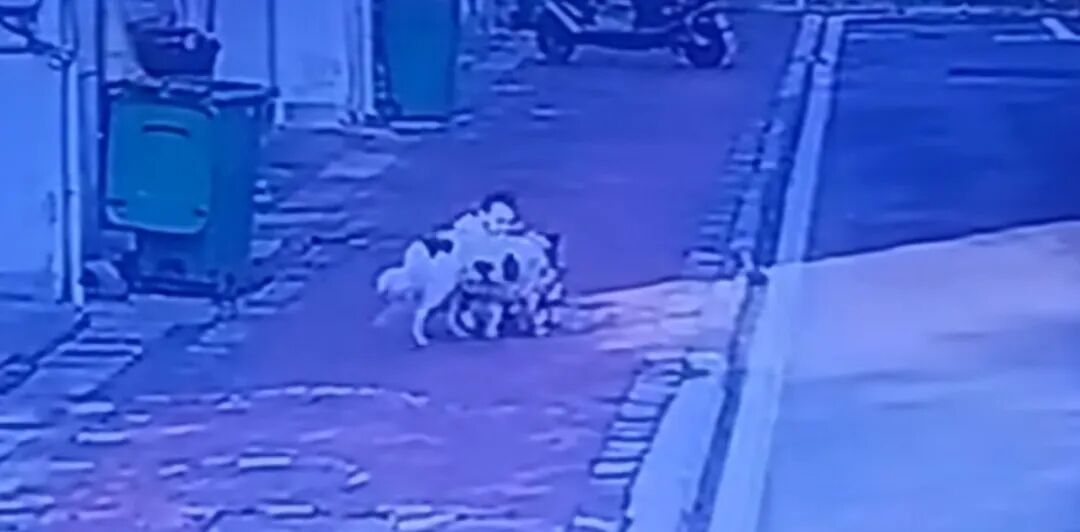 92岁老人被恶犬咬伤面部缝30针,警方介入 92岁老人被恶犬咬伤面部缝30针,警方介入