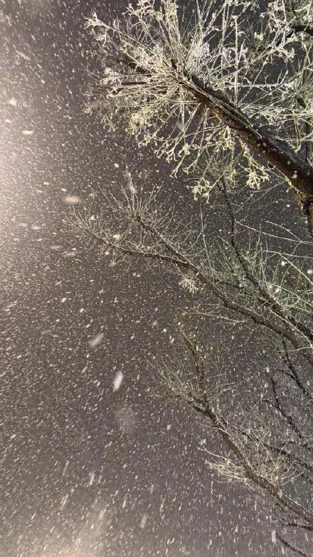 转发！北京马年第一场雪