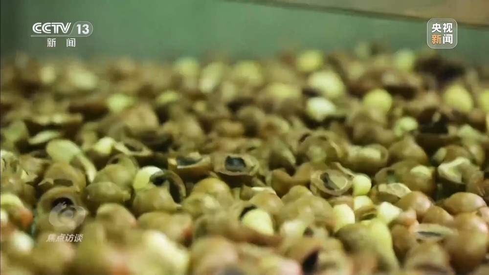 从“卖得出”到“卖得俏” 小坚果变身产业振兴“幸福果”
