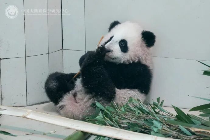 “全网最黑”大熊猫引热议，官方回应