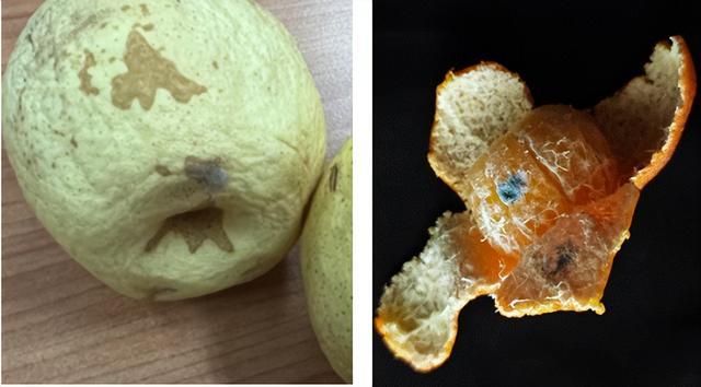 发霉的水果只要削掉霉点、煮熟就能放心吃了吗? 发霉的水果只要削掉霉点、煮熟就能放心吃了吗?