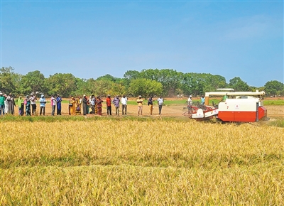 产量高出2至3倍！中国技术助这里水稻产量创历史新高