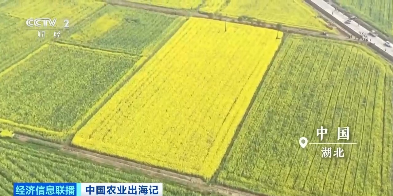 油菜籽扎根巴基斯坦，饲料“游”进越南虾塘！中国农业这样出海→