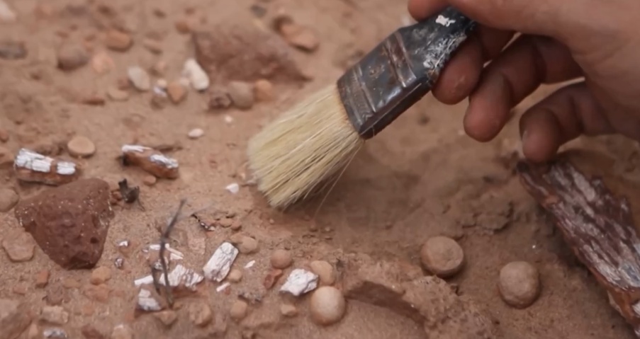 研究人员发现迷你恐龙化石 仅乌鸦大小