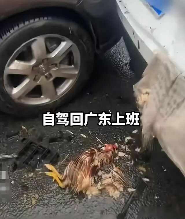 后备箱挂鸡鹅，高速被追尾！全死了…鸡鹅：想过清蒸红烧，没想到是车祸