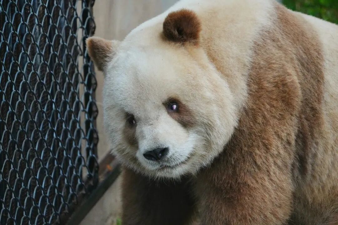 你是去挖煤了吗？