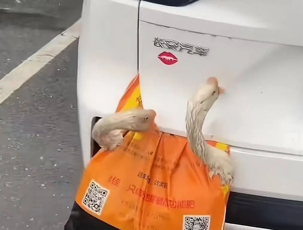 一男子后备箱挂4只鸡鹅返广东，没想到被追尾全死了！