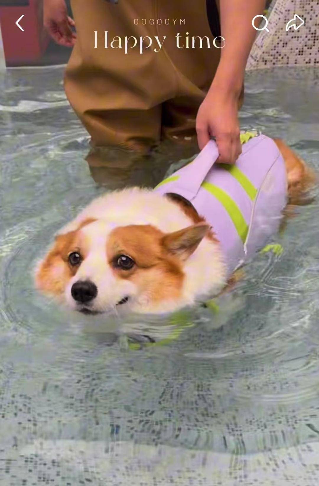 连狗狗也要开始健身了?上海一宠物健身房引热议,月卡1980元 连狗狗也要开始健身了?上海一宠物健身房引热议,月卡1980元